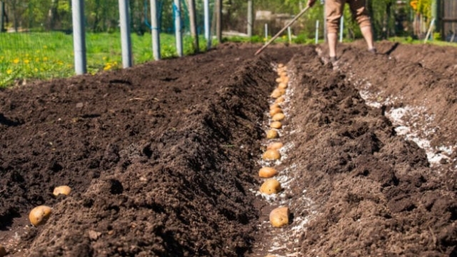 Unearth the Secrets of Potato Planting: A Guide to Growing Your Own Spuds!