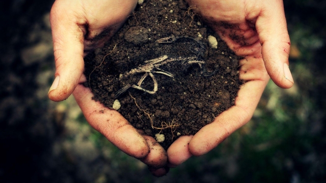 Unleashing Nature’s Magic: Exploring the Wonders of Organic Soils