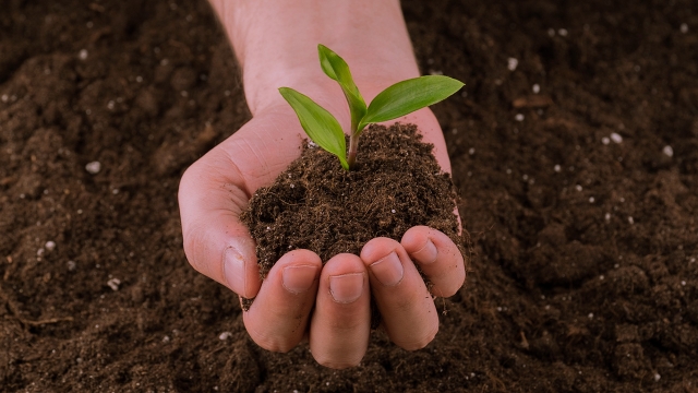 Unlocking the Power of Organic Soils & Fertilizers: A Greener Path to Thriving Gardens