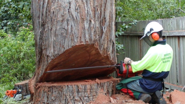 Branching Out: Unveiling the Art of Tree Trimming and Removal