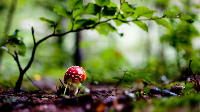 The Fungus Among Us: Unveiling the Secrets of Mushroom Growing