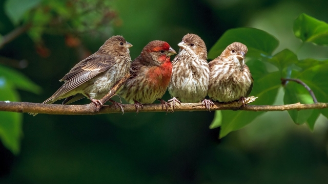 Swoop In! Top Bird Control Products to Keep Your Space Pest-Free